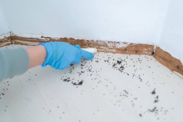 Reliable Newport, TN Pest Control Solutions